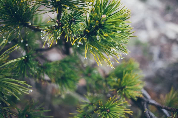 Regndroppar på Pine gren — Stockfoto