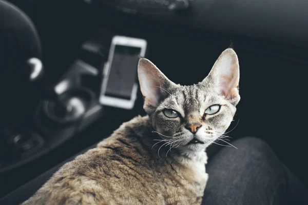 Katt färdas i en bil — Stockfoto