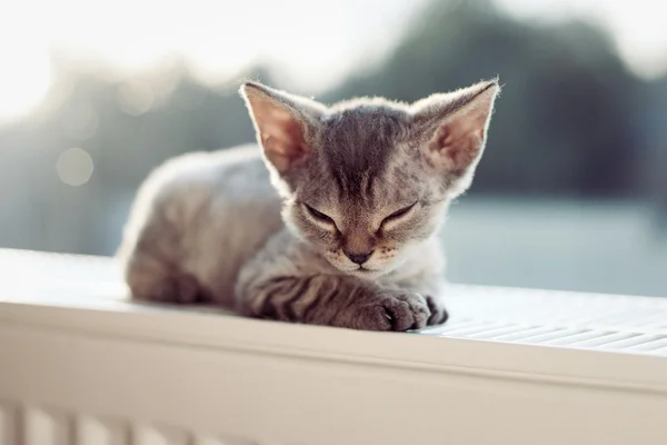 Lindo pequeño bebé gatito —  Fotos de Stock