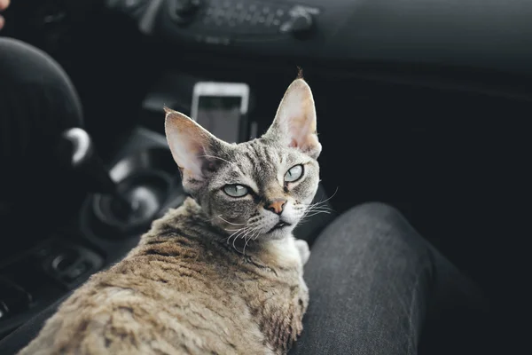 Gato viajando en coche —  Fotos de Stock