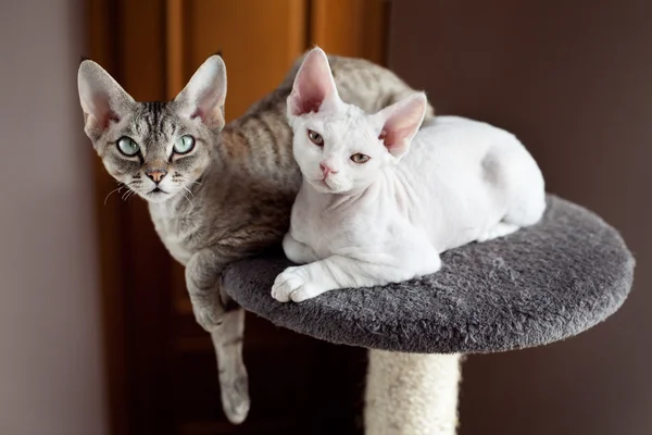 Anne kedi onun bebek kedi yavrusu ile