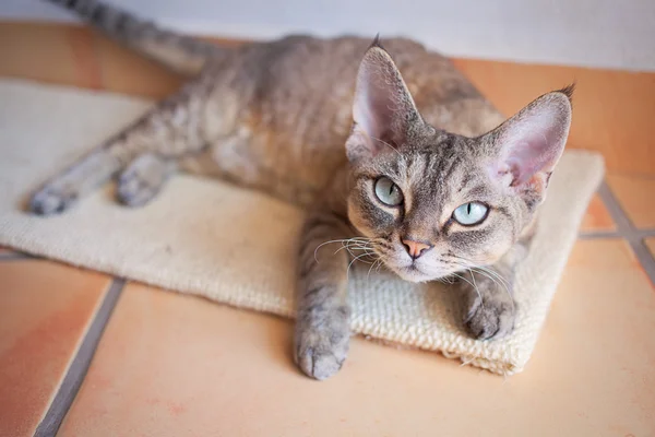 Hermoso Devon Rex gato está acostado en un rascador . —  Fotos de Stock