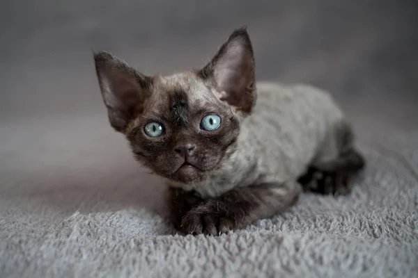 Söpö Devon Rex vauva kissanpentu — kuvapankkivalokuva