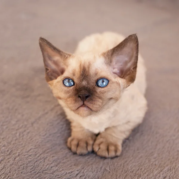 Kaunis kissa makaa raapimislaudalla — kuvapankkivalokuva