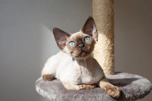 Hermoso gatito está sentado en el poste de arañazos. Gato está disfrutando de la calidez de la luz solar . — Foto de Stock