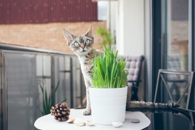 Evde beslenen hayvan çimen, Kedi otu