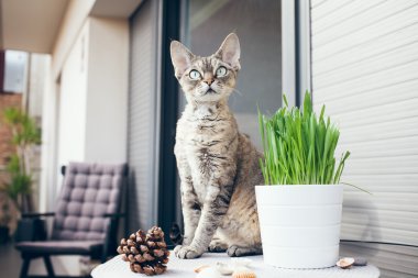 Evde beslenen hayvan çimen, Kedi otu