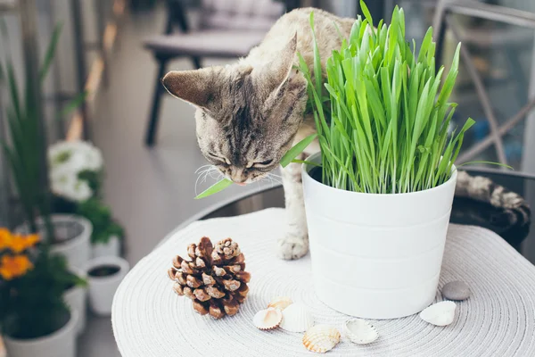 Herbe de chat, herbe pour animaux. Chat mangeant de l'herbe chat — Photo