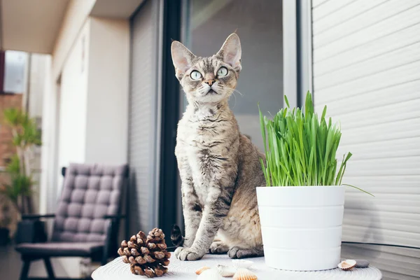 Grama de estimação, Grama de gato — Fotografia de Stock
