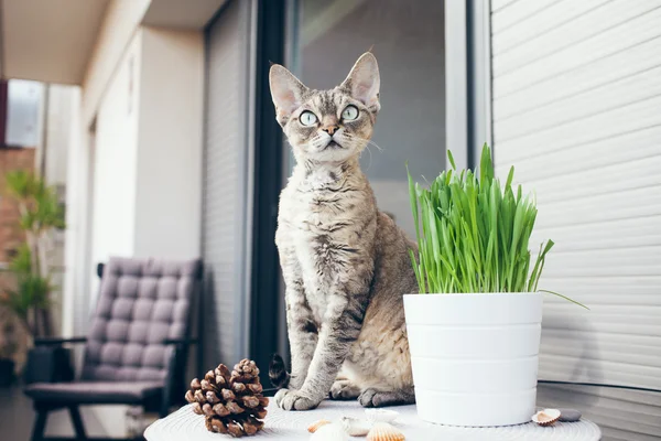 宠物的草，猫草 — 图库照片