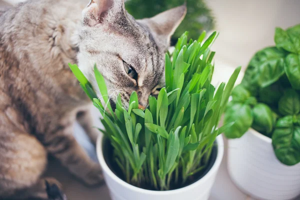 Кіт їсть траву. Горщик із зеленої трави — стокове фото
