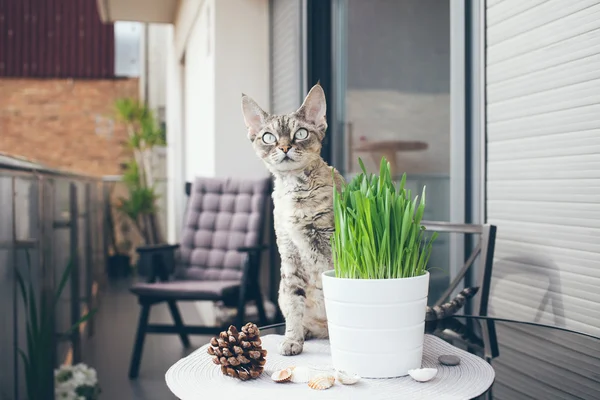 Evde beslenen hayvan çimen, Kedi otu