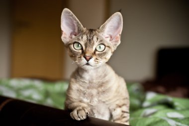 Meraklı şirin devon rex yavru kedi