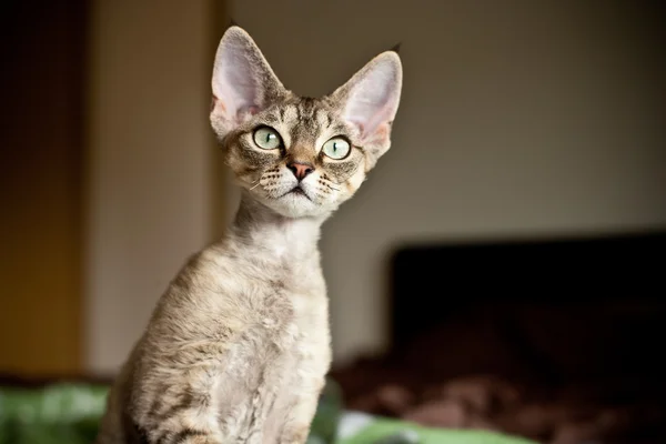 Engraçado Devon Rex gatinho está olhando o que está acontecendo . — Fotografia de Stock