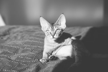 Arka ve beyaz portre sevimli devon rex yavru kedi. 