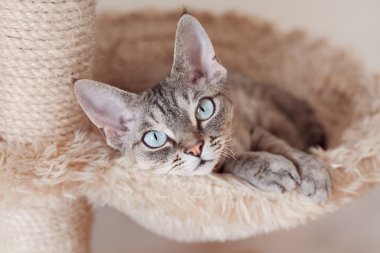 Sevimli güzel Devon Rex kedi kazıma sonrası ürpertici olduğunu. 