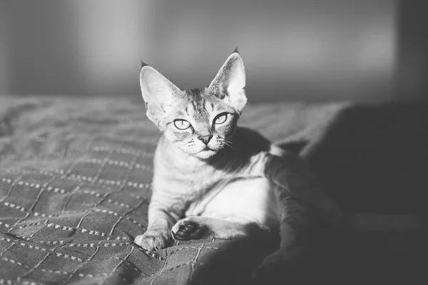 Espalda y blanco retrato de un lindo devon rex gatito —  Fotos de Stock