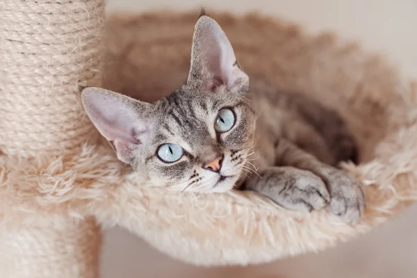 Bedårande vacker Devon Rex katt är skrämmande på repor post. — Stockfoto