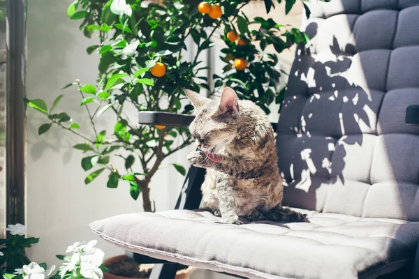 아름다운 데본 렉스 고양이가 전용 테라스에서 태양 아래 앉아 있습니다. — 스톡 사진