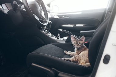 Evcil ile seyahat. Kedi bir arabada seyahat ediyor. Güzel devon rex kedi bir araba koltuğuna oturan