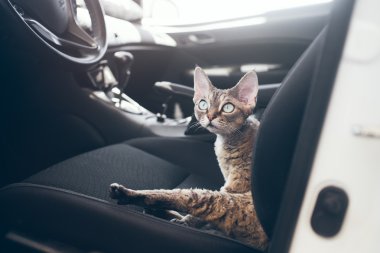 Evcil ile seyahat. Kedi bir arabada seyahat ediyor. Güzel devon rex kedi bir araba koltuğuna oturan