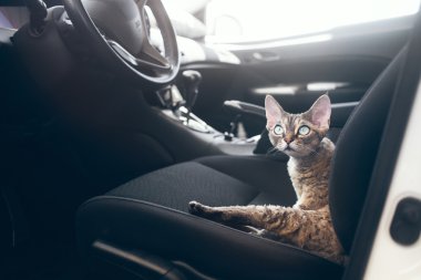 Evcil ile seyahat. Kedi bir arabada seyahat
