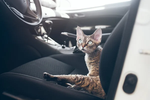 Travel with pets. Cat is traveling in a car. Beautiful devon rex cat is sitting in a car seat