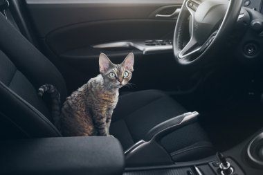 Güzel yoksun Rex kedi bir araba koltuğuna oturuyor
