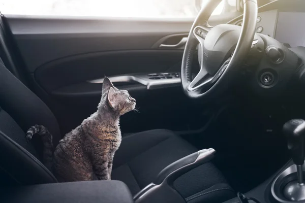 Hermoso Devon Rex gato está sentado en un asiento de coche —  Fotos de Stock