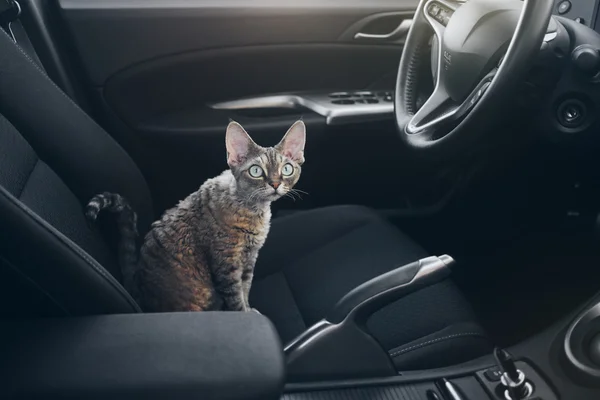 Piękny kot Devon Rex siedzi w foteliku samochodowym — Zdjęcie stockowe