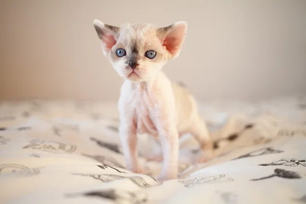 Sød lille Devon Rex baby killing står på en seng og ser på dig med nysgerrighed - Stock-foto