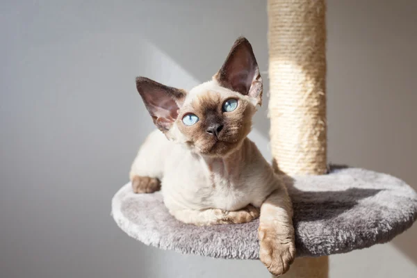 Linda Devon Rex gatinho está sentado no posto de coçar e desfrutar do calor da luz solar — Fotografia de Stock