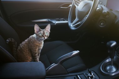 Sevimli kedi içinde bir araba sürücüleri koltukta oturuyor. Yoksun Rex kedi bir arabada seyahat sever.