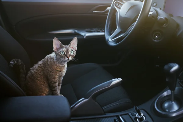 Gato adorável está sentado dentro de um carro no assento dos motoristas. Devon Rex gato gosta de viajar em um carro . — Fotografia de Stock