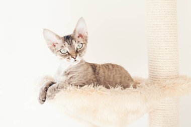 Devon Rex kediciği kedilerin en sevdiği şekerlemeyi ve platformda oynaşma yeri olan pelüş hamağı kullanıyor. Kedi yuvasında uzanıyor..