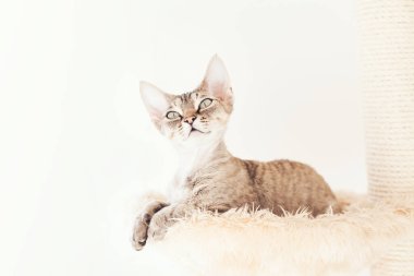 Kedi tırmalama direğine uzanıyor. Evcil hayvan malzemeleri, Kitty hamak yatağı kullanıyor. Seçici odaklanma, doğal ışık. Beyaz duvar arkaplanı.