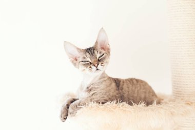 Evcil hayvan, kedi ağaçları, tünekler ve kedi kazıyıcıları ve tırmalama direkleri.