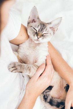 Devon Rex 'in kedisiyle evde dinlenmek. Stres atmak, ruh halini iyileştirmek, sağlık ve refahı arttırmak için sevimli kediciğe dokunmak ve okşamak. Kediyle iyi vakit geçirmek sinirlerini yatıştırır.