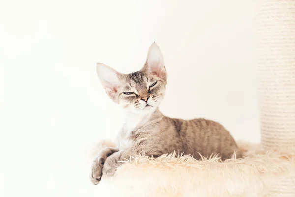 고양이 가시류 고양이 스크래치 포인트 — 스톡 사진