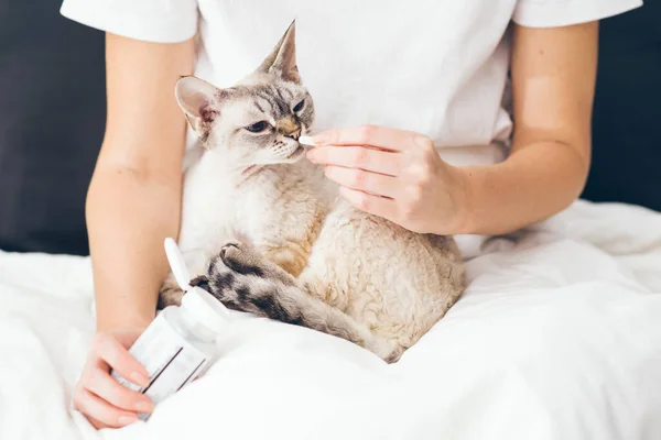Evde güzel Devon Rex kedisini kucağına alıp ona hap veren bir kadın var. Gri tekir kedicik. Evcil hayvanlar, veterinerler ve yaşam tarzı konsepti.