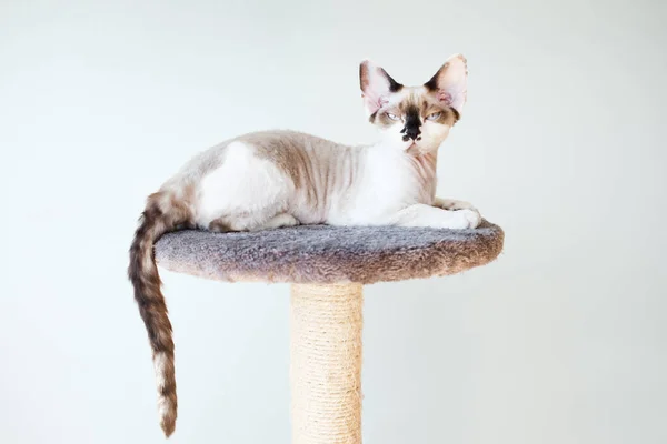 Young Purebred Devon Rex Cat Relaxing Laying Scratching Post Pet — стоковое фото