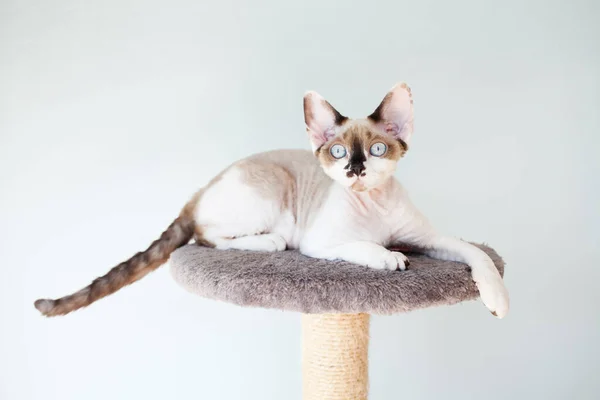 Elég Furcsa Kinézetű Bicolor Devon Rex Macska Kényelmes Helyen Pihenni — Stock Fotó