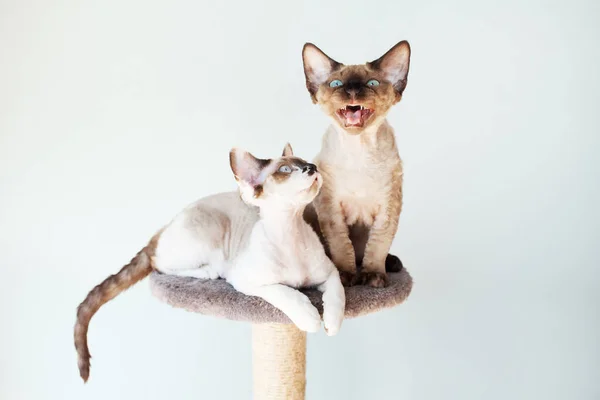 Devon Rex Gatinhos Estão Sentados Mobília Arranhar Para Gatos Dois — Fotografia de Stock