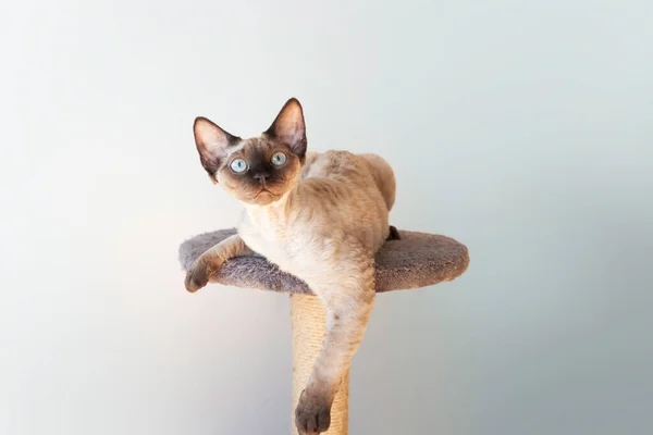 Beautiful Purebred Devon Rex Male Cat Cat Loves Spending Time — стоковое фото