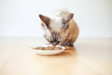 Devon Rex kitten is eating dry urinary tract health diet food for indoors cats from the white ceramic plate placed on the wooden floor at home interior. Selective focus. Natural light. Copy space area