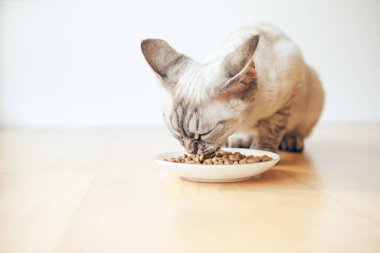 Safkan Devon Rex kedisine yaklaşın. Beyaz seramik tabaktan iştahla kuru yiyecekler yiyor. Evin içindeki ahşap zemine yerleştirilmiş. Seçici odaklanma. Doğal ışık