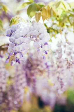 Wisteria 'nın parkta çekilmiş seçici yakın plan fotoğrafı. Büyük, sarkık leylak kümeleri ya da mavimsi mor çiçeklerle ilkbaharda dinç bir şekilde açar..