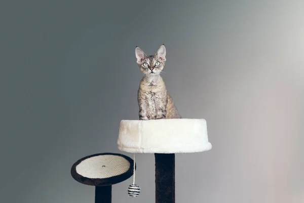 Devon Rex Gato Com Expressão Facial Engraçada Está Sentado Cima — Fotografia de Stock