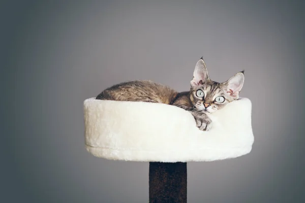 Close up photo of a Devon Rex cat with funny face expression laying down on top of cat furniture - tower nest. Natural light photo