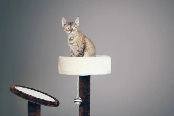 Devon Rex Felino Está Sentado Cochilando Cama Gato Scratching Post — Fotografia de Stock